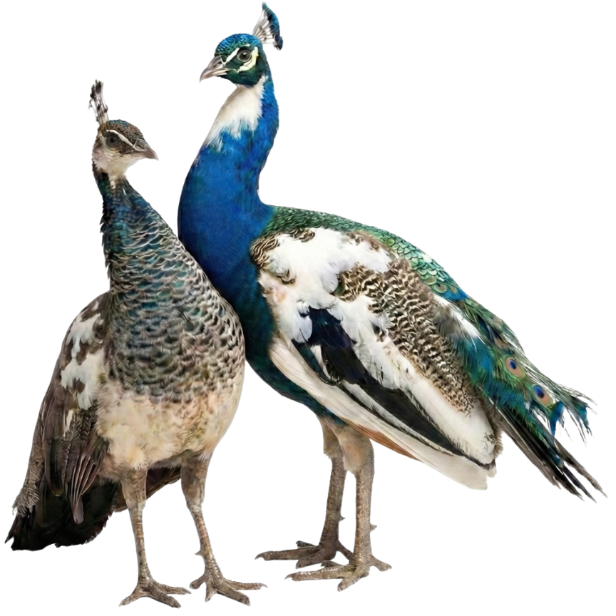 Venta de Pavo Real Arlequín