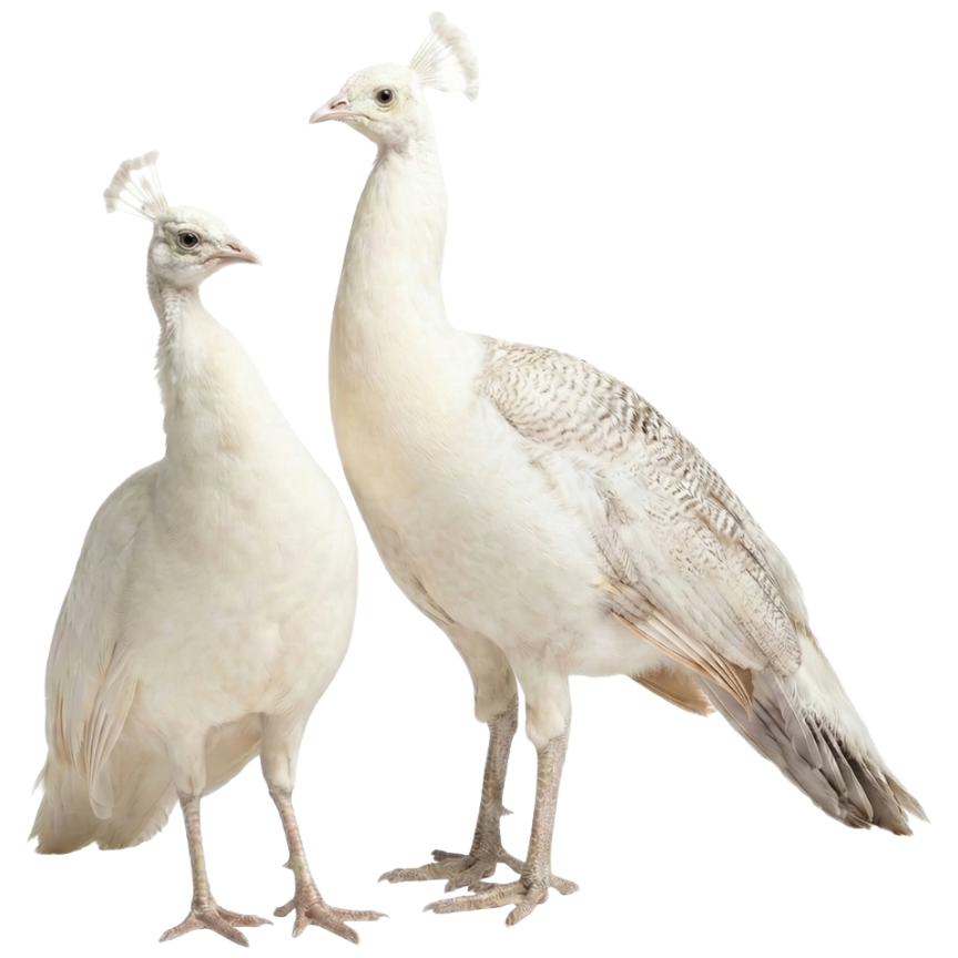 Venta de Pavo Real Blanco