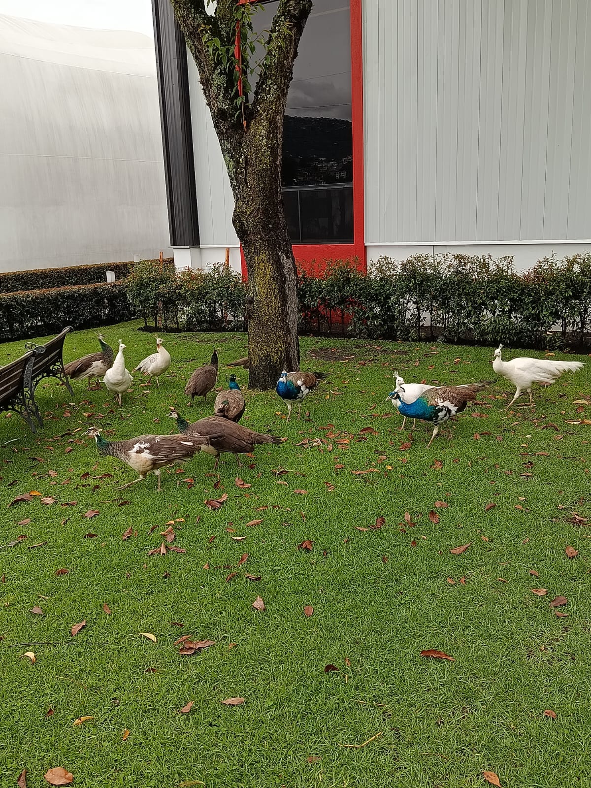 Pavos Reales exóticos en Quito
