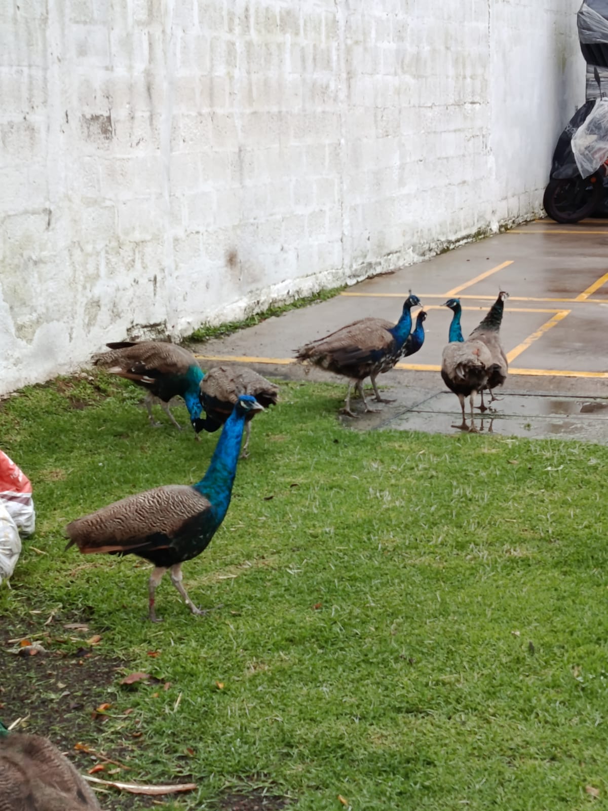Pareja de pavos reales azules Criadero Esmeralda