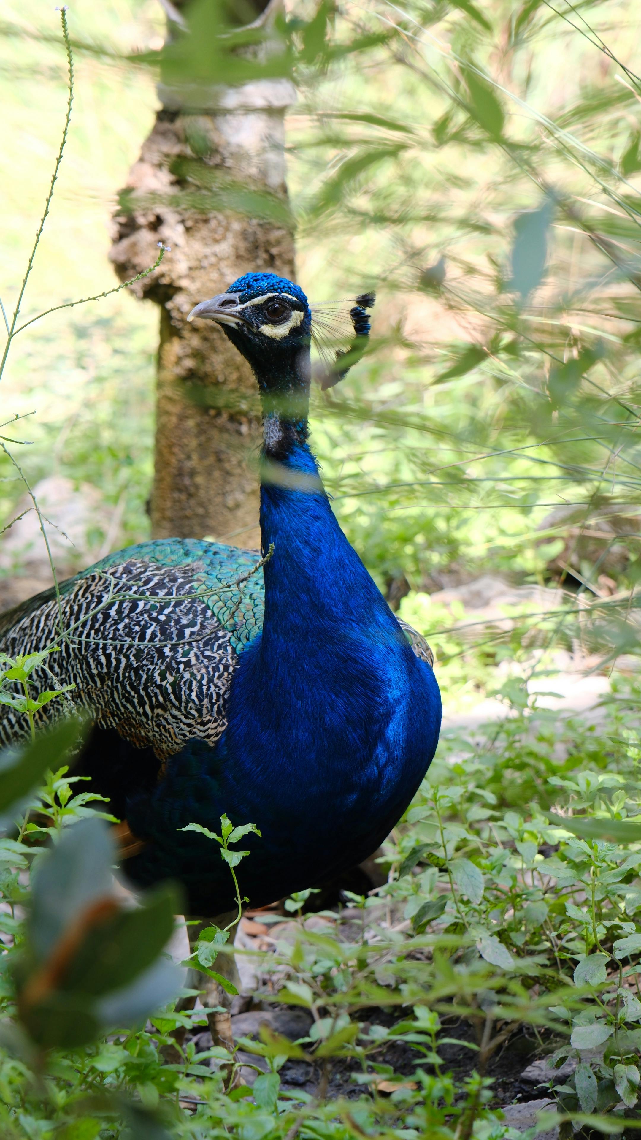 Venta de Pavos Reales Blancos y Azules